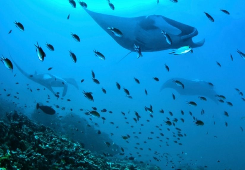 10 Fish That Can Do The Craziest Things
