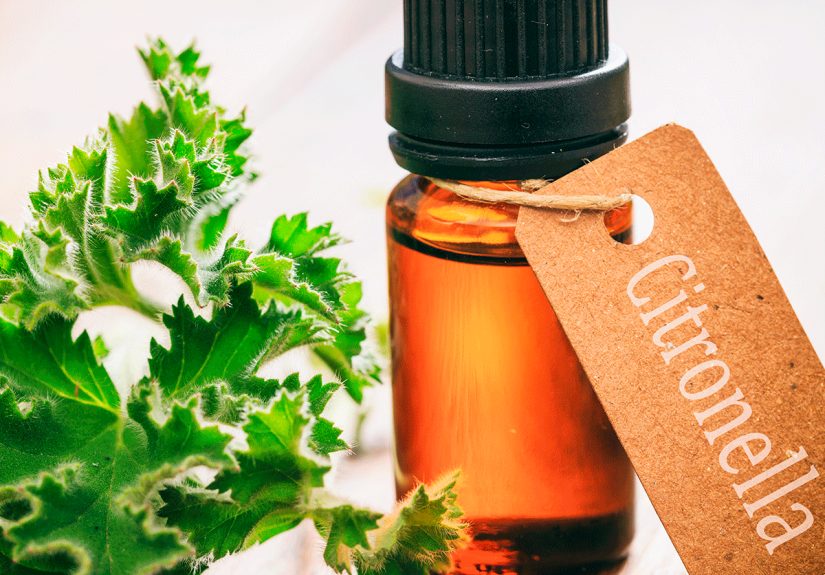 11 Homemade Bug Repellents Worth Trying