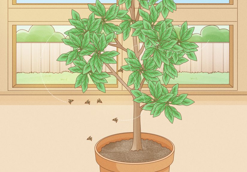 3 Ways to Grow an Avocado Tree