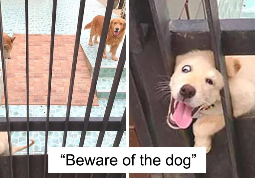 30 ‘Dangerous’ Dogs Behind ‘Beware Of Dog’ Signs