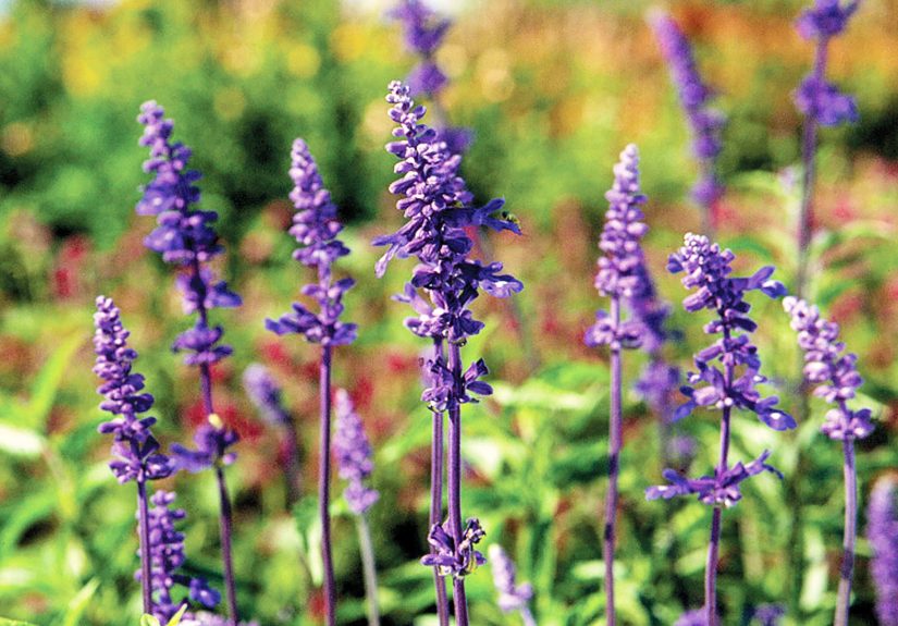 31 Salvias to Bring Color and Fragrance to Your Garden