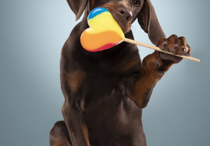 Dogs Are Like Children, Give Them A Lolly And You Can Get Everything Done!