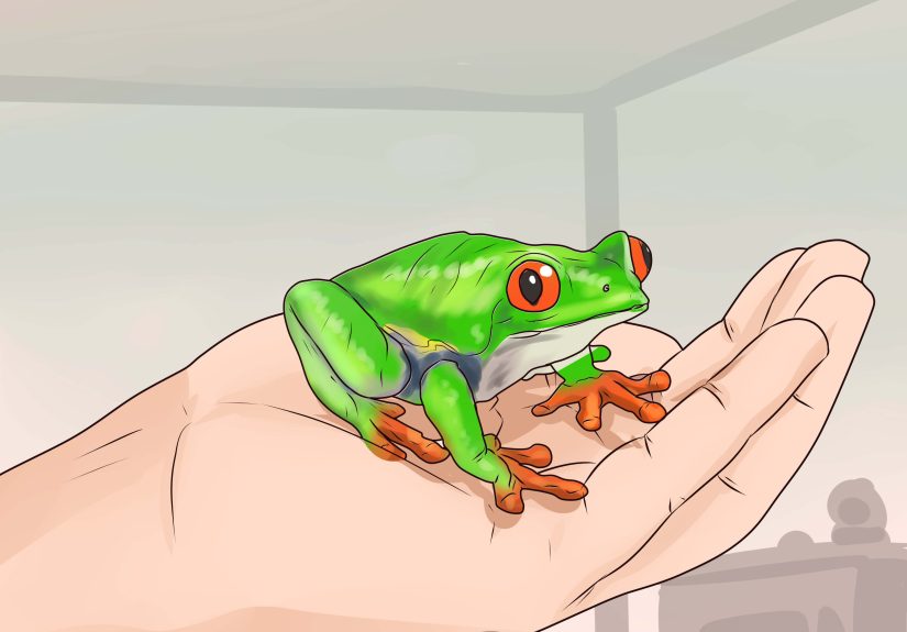 How to Care for Tree Frogs: 11 Steps