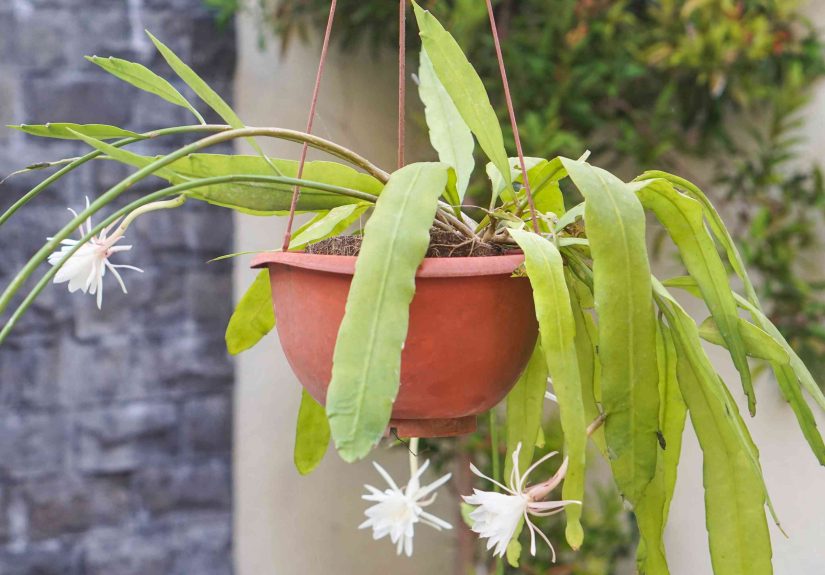 How to Grow and Care for Epiphyllum (Orchid Cacti)