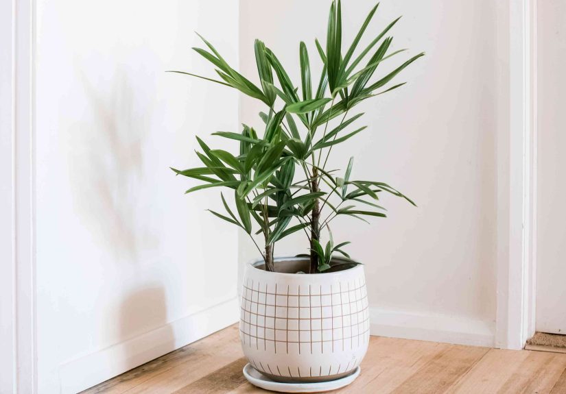 How to Grow and Care for Lady Plant Indoors