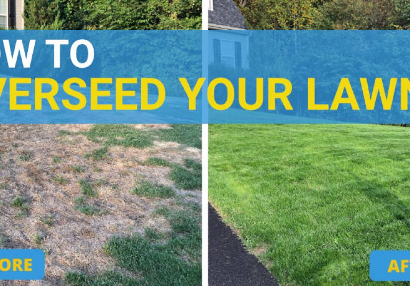 How To Overseed A Lawn - The Simple Guide - Essential Home And Garden