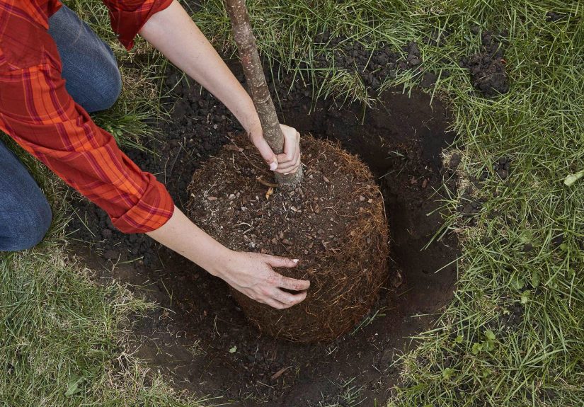 How to Plant a Tree Properly