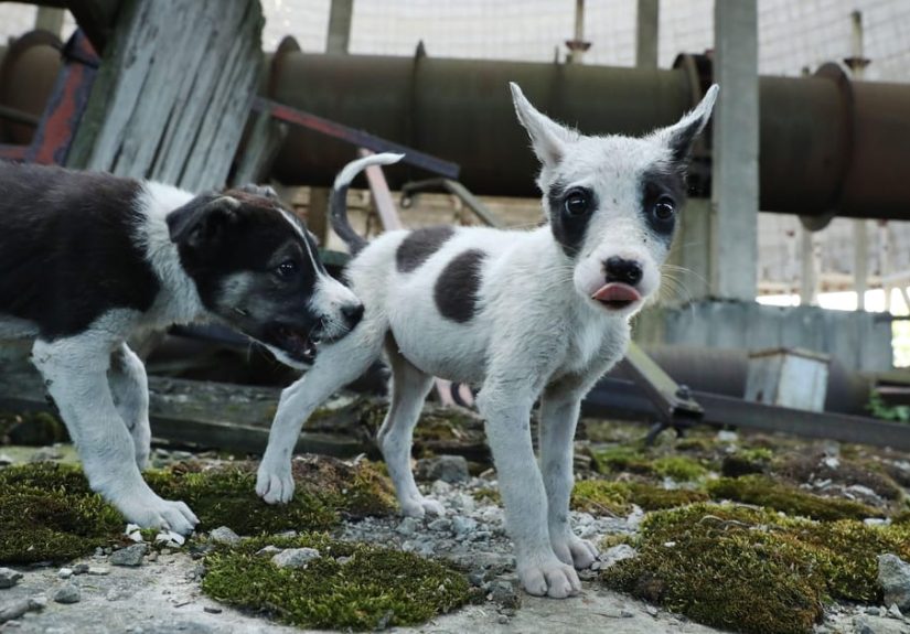 Hundreds Of Dogs And Puppies Live In ChernobylAnd You Can Adopt One
