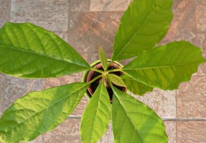 Quick and Easy Ways to Grow an Avocado Tree From a Pit