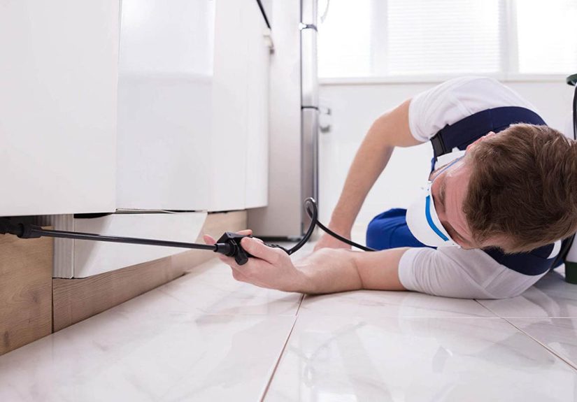 The 9 Best Carpenter Ant Killers, Vetted