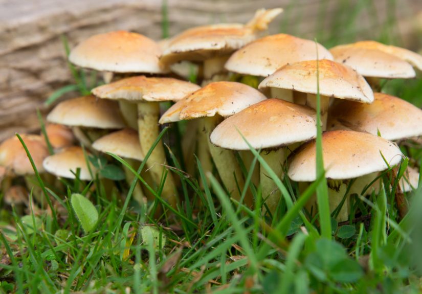 The rise and dark side of fungi: Exploring health benefits and pathogenic threats