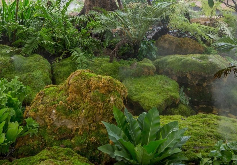 What To Know About Moss Gardens