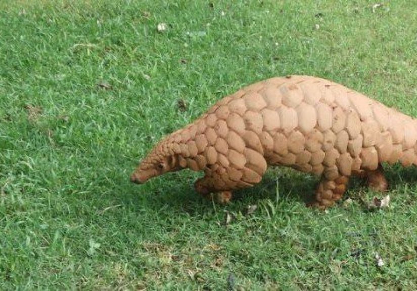 10 Animals That Are in a Class All Their Own