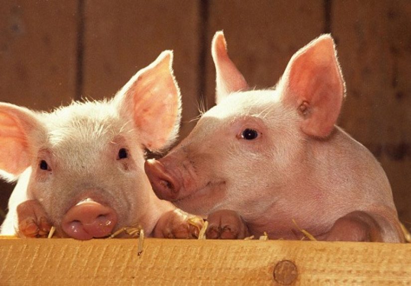 10 Awesome Facts About Pigs