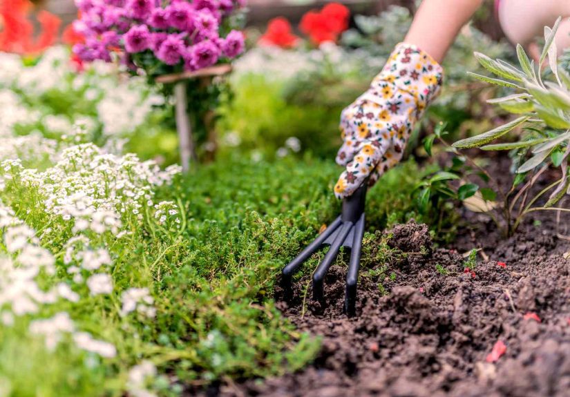 10 Most Annoying Garden Weeds Landscapers Loathe (Plus, How to Prevent Them)