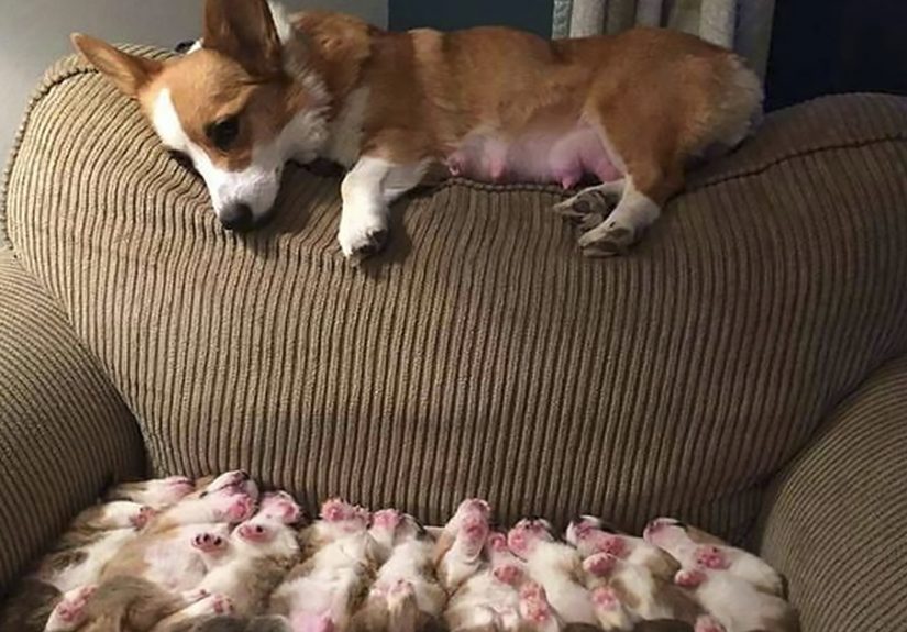 107 Hilariously Adorable Reasons Why The Queen Chose Corgis