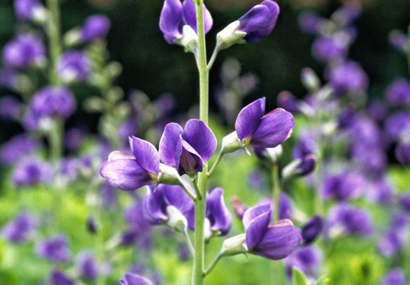 16 Colorful Perennial Flowers for Spring-to-Fall Blooms