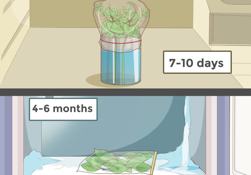 4 Ways to Care for a Basil Plant