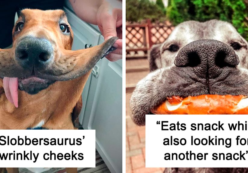 40 Dogs That Are Extra Cute Because Of Their Extra Skin