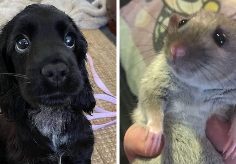 50 Times People Caught Adorable Animals Flashing Their “Disney Eyes” And Just Had To Take A Picture