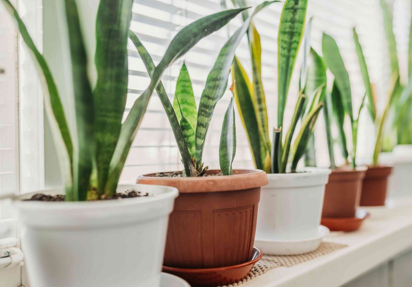 6 Reasons Why Your Snake Plant Is Drooping and How to Save It