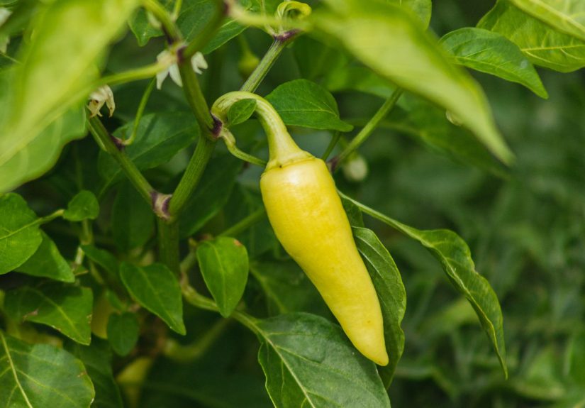 7 Companion Plants Perfect for Peppers (and What to Avoid)
