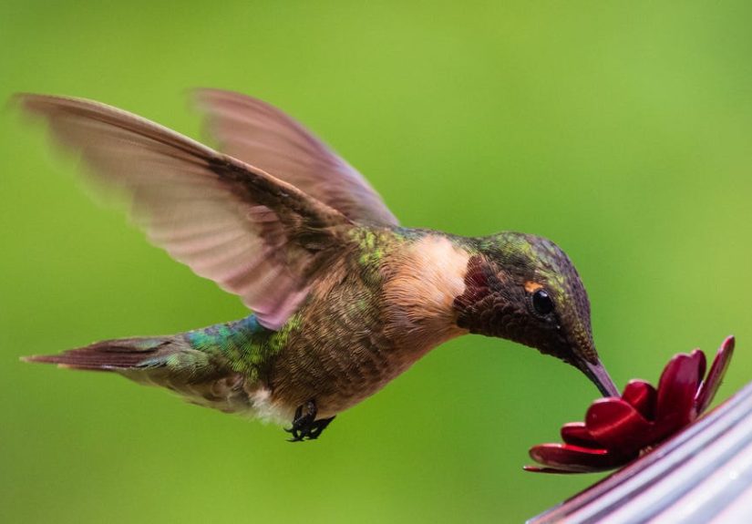 7 Easy Hacks to Attract Hummingbirds to Your Yard