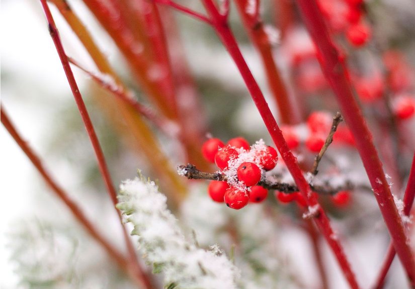 7 Winter Landscape Ideas to Add Color to Your Garden