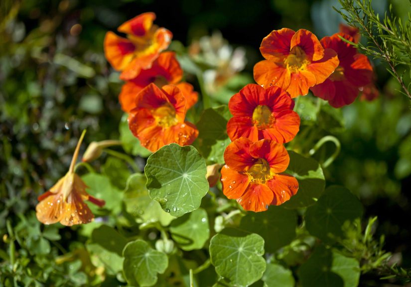 8 Fast-Growing Plants You Can Still Grow in Late Summer for Gorgeous Fall Color