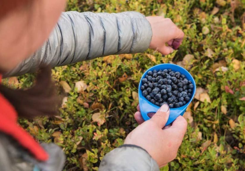 9 Emerging Health Benefits of Bilberries
