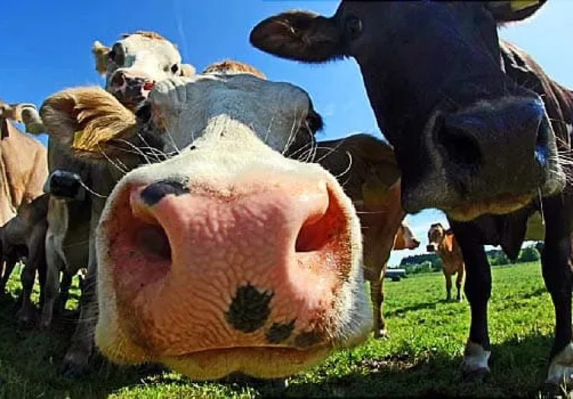 Are Milk and Milk Substitutes Healthy? A Look at Your Options