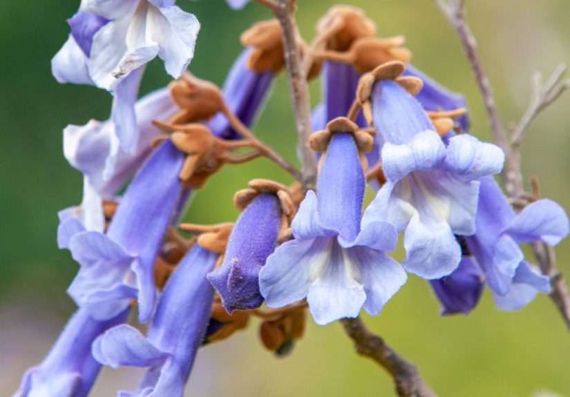Avoid the Invasive Empress Tree And Get Rid Yours