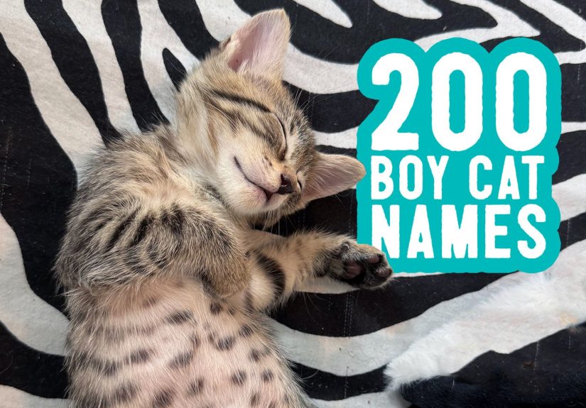 Boy Cat Names: 200 Names + Naming Tips