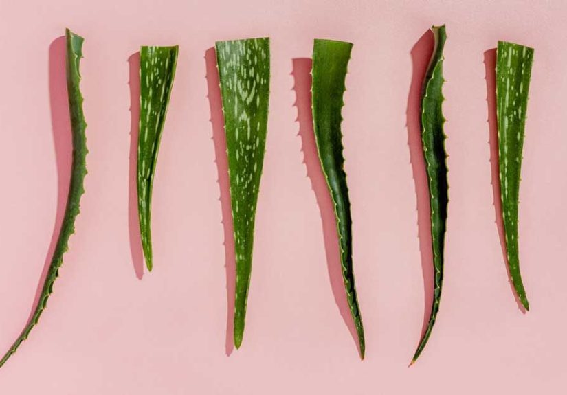 Can You Eat Aloe Vera? What to Know