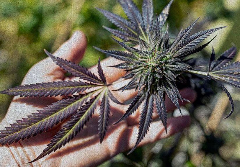 Do all cannabis products contain nicotine?