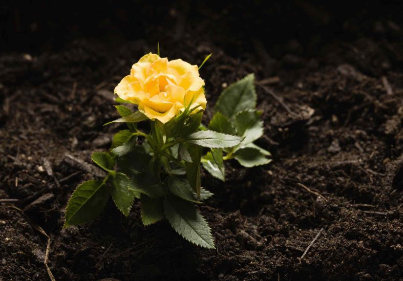 Do Roses Like Coffee Grounds, and Should You Use Them?