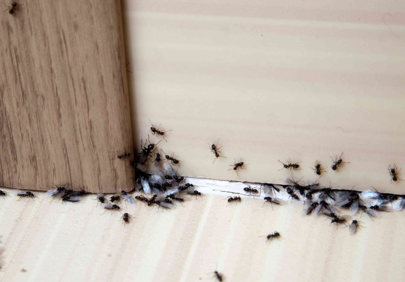 Does Diatomaceous Earth Kill Ants? An Expert Explains