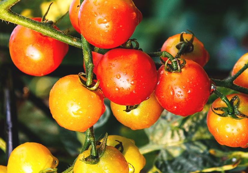 Edible Gardening