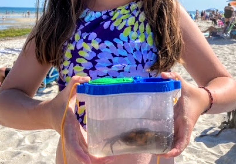 Hey Pandas, Post A Picture Of A Crab