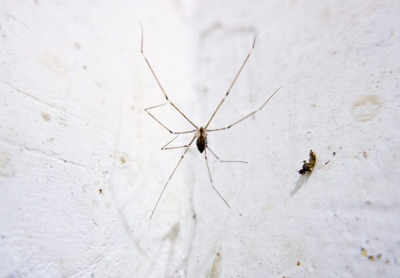 How to Get Rid of Spiders in Your Basement