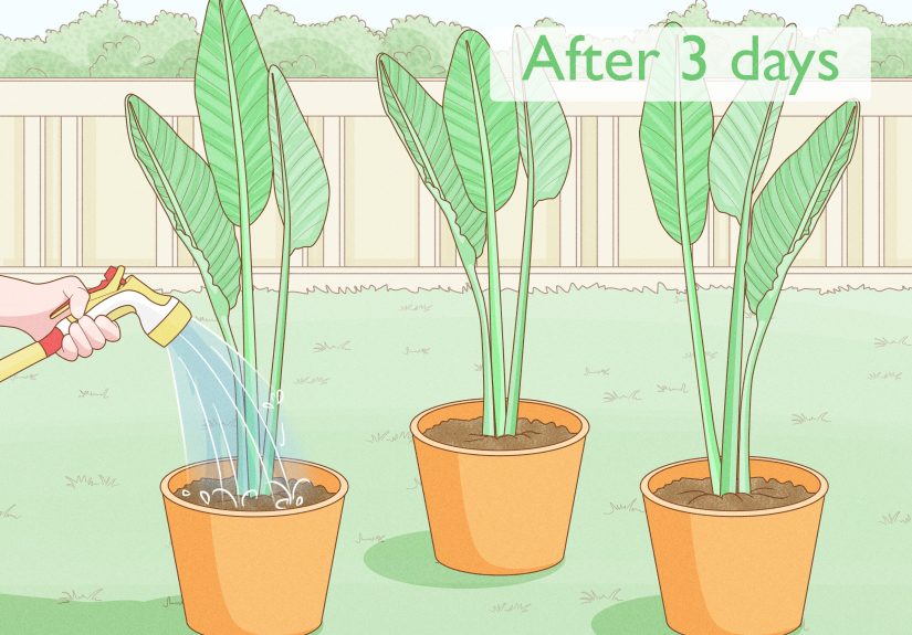 How to Grow Bird of Paradise: 15 Steps
