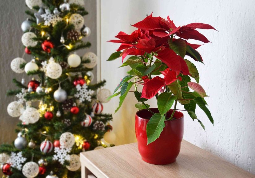 How to Keep Your Poinsettias Alive All Season Long, a Gardener Says