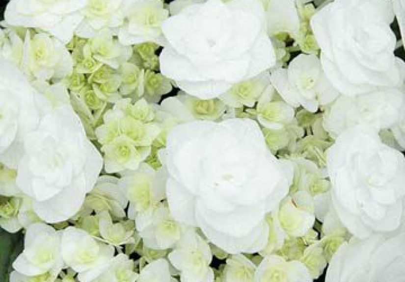 How to Plant and Grow Wedding Gown Hydrangea