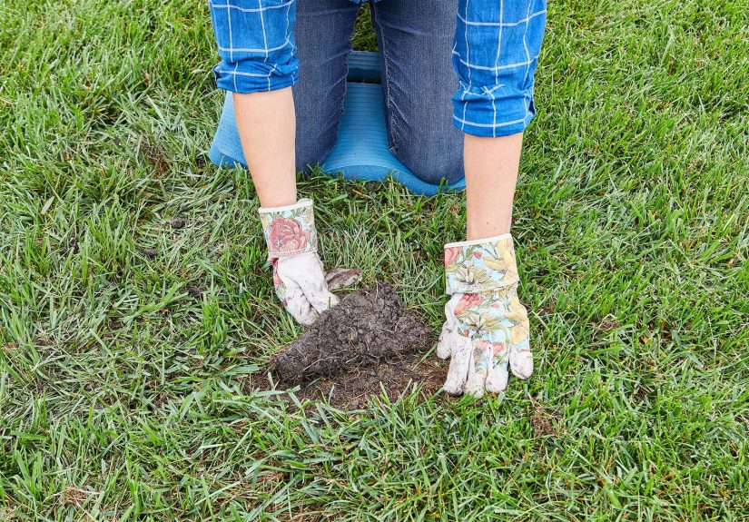 How to Plant and Take Care of Sod in 5 Simple Steps