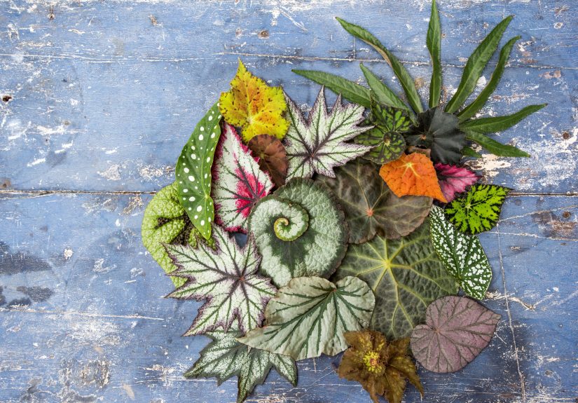 How to Propagate Begonias: 3 Simple Methods