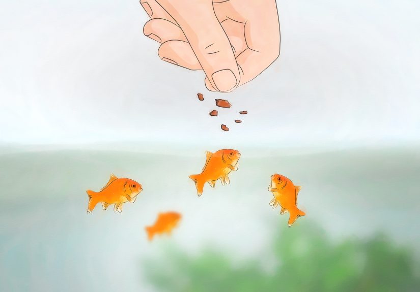 How to Set up a Five Gallon Fish Tank: 10 Steps