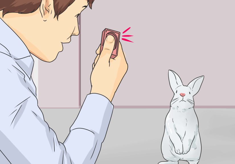 How to Teach Your Rabbit to Come when Called: 11 Steps