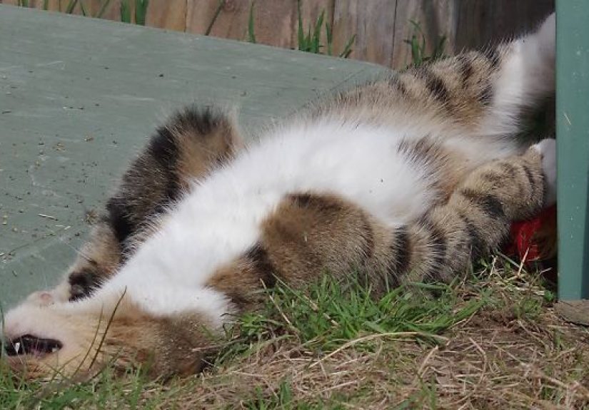Our And Our Neighbor’s Cats Found Catnip And Cat.exe Stopped Functioning (30 Pics)