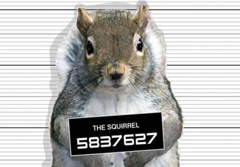 Police Arrest Squirrel, Just One Of 10 Crazy Squirrel Facts And Tales