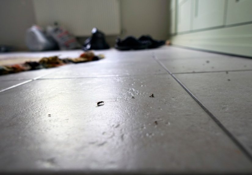 Solved! What Are the Long, Skinny Black Bugs in My House? - Bob Vila